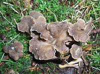 Wavy-capped Chanterelle - Pseudocraterellus undulatus