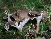 Wavy-capped Chanterelle - Pseudocraterellus undulatus