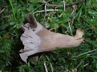 Wavy-capped Chanterelle - Pseudocraterellus undulatus