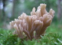 White Coral Fungus - Clavulina cristata