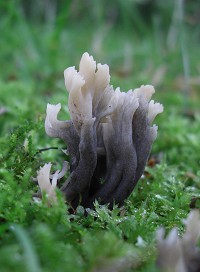 White Coral Fungus - Clavulina cristata