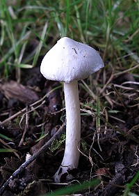 White Fibrecap - Inocybe geophylla