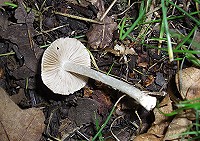 White Fibrecap - Inocybe geophylla