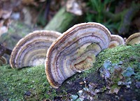 White-rot Fungus - Trametes ochracea