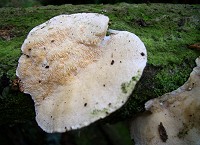 White-rot Fungus - Trametes ochracea