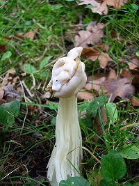 White Saddle - Helvella crispa