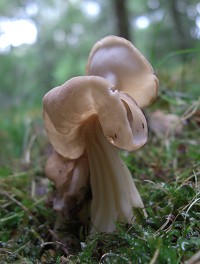 White Saddle - Helvella crispa