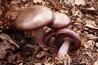 Wood Blewit - Lepista nuda