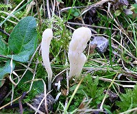 Wrinkled Club - Clavulina rugosa