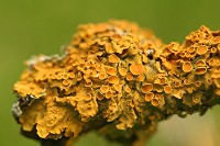 Xanthoria parietina - Common Orange Lichen