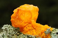 Yellow Brain Fungus - Tremella mesenterica