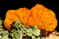 Yellow Brain Fungus - Tremella mesenterica