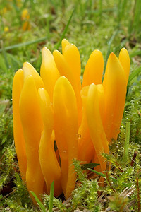 Yellow Club Fungus - Clavulinopsis helvola