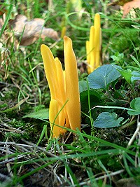 Yellow Club Fungus - Clavulinopsis helvola