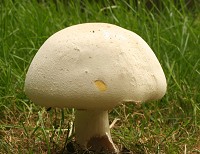 Yellow Stainer Mushroom - Agaricus xanthodermus