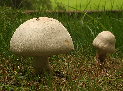 Yellow Stainer Mushroom