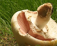 Yellow Stainer Mushroom - Agaricus xanthodermus