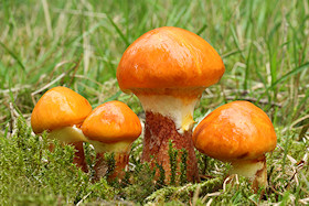 Larch Boletes - Suillus grevillei