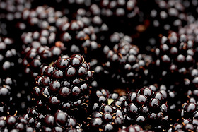 A feast of blackberries