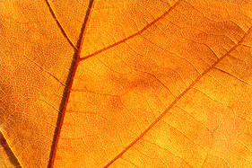 Colourful autumn leaf