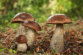 Brown Birch Boletes - Leccinum scabrum