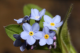 Forget-me-not - Myosotis sylvatica