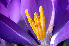 Crocus