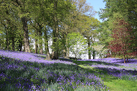 A carpet of English bluebells