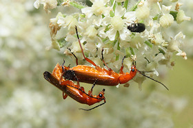 Soldier Beetles - Rhagonycha fulva