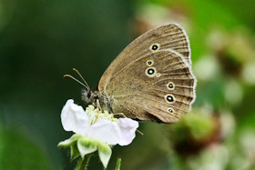 Ringlet Butterfly - Aphantopus hyperantus