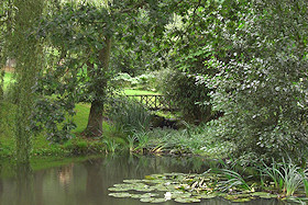 The pond in summer