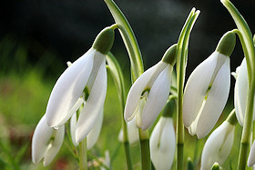 Snowdrops - harbinger of spring!