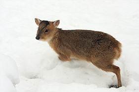 Young muntjac in the snow