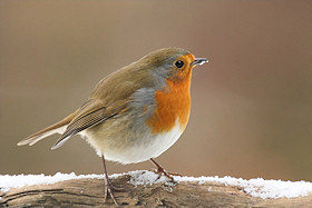 A Christmas Robin