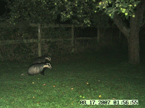 Two Badgers