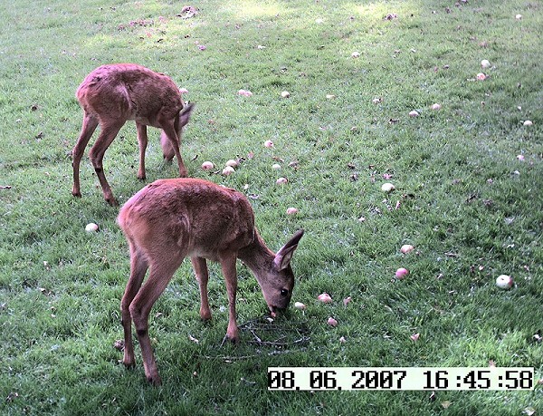 Roe deer twins