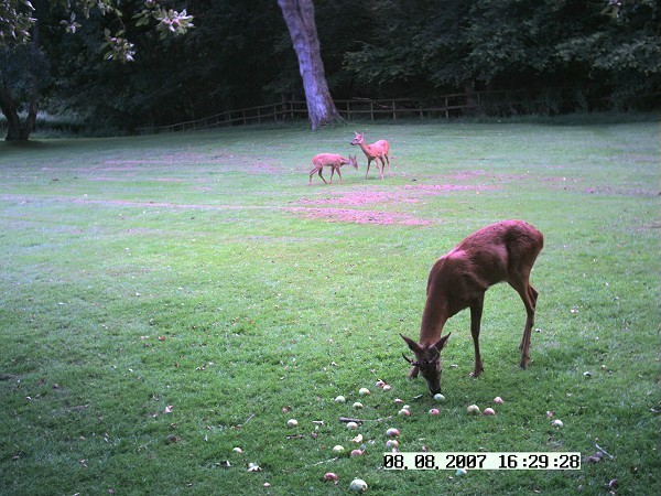 Roe deer, buck, doe and fawn