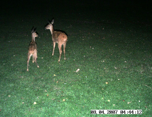 Roe deer doe and fawn