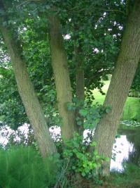 Common Alder