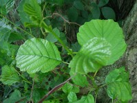 Common Alder