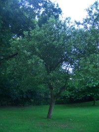 Apple - Malus sylvestris