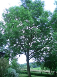 Common Ash - Fraxinus excelsior