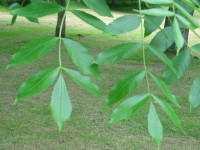 Common Ash - Fraxinus excelsior