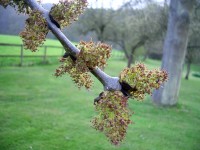Common Ash Flower - Fraxinus excelsior