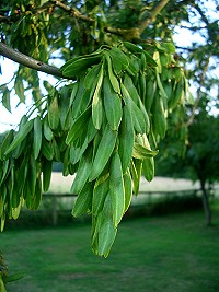 Common Ash Keys - Fraxinus excelsior