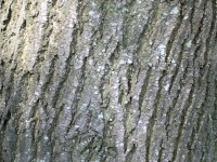 Common Ash Bark - Fraxinus excelsior