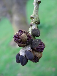 Common Ash Bark - Fraxinus excelsior