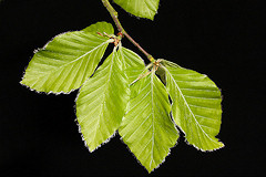 Common Beech