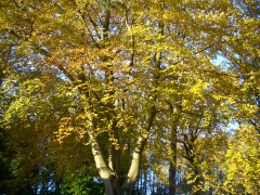 Beech tree in autumn