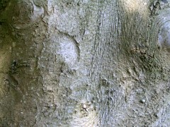 Common Beech bark